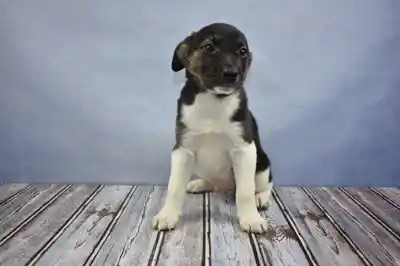 Aussie Beagle image