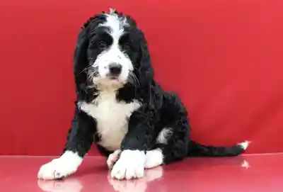 Bernedoodle image