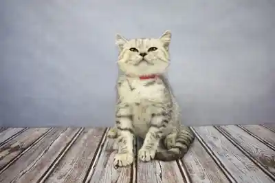 British Shorthair image