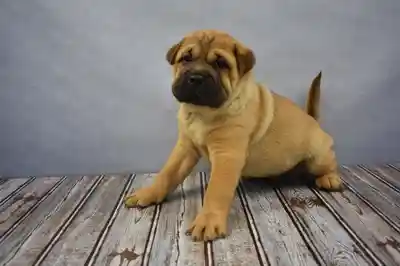 SHAR PEI/ORI-PUGGLE image