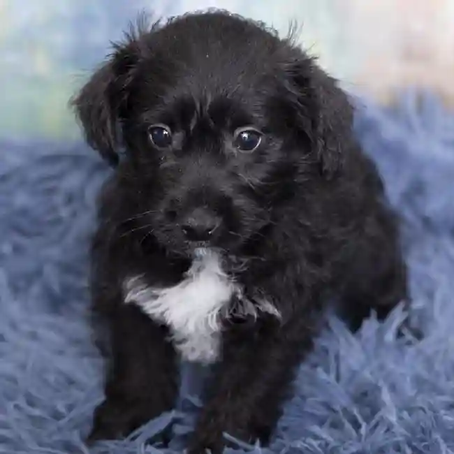 Westie-Poo image