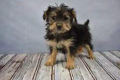 Malshi/Yorkie image