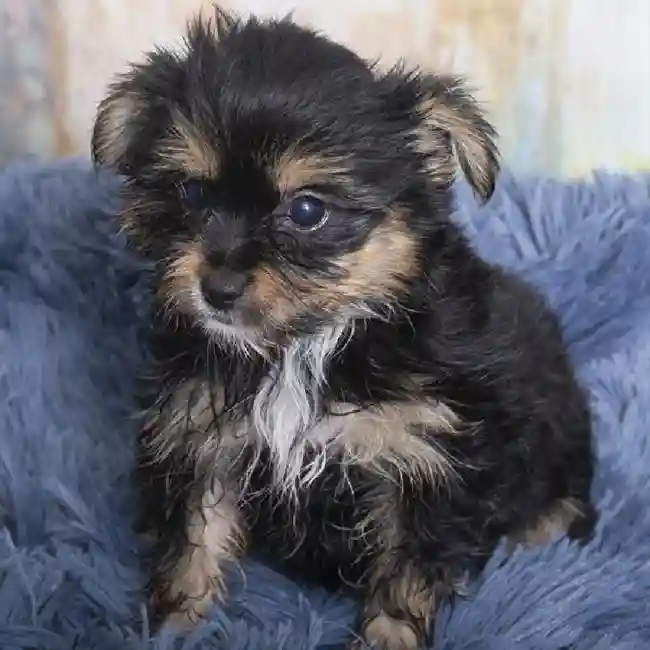 Chorkie image