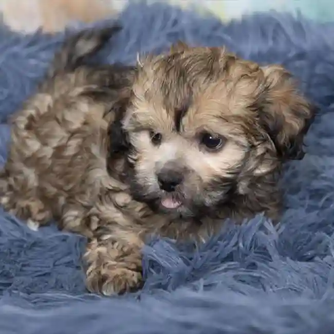 Shih-Poo image