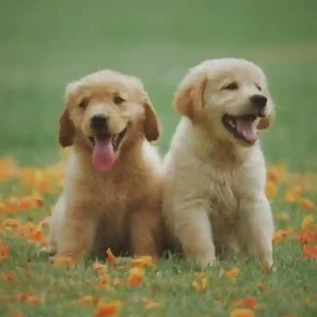 default-pet-img