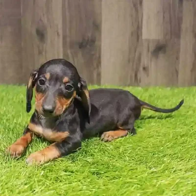 Female Akita Puppy for Sale in Braintree, MA