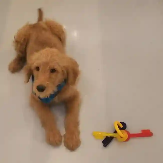 default-image-alt-text