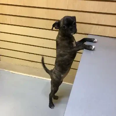 default-image-alt-text