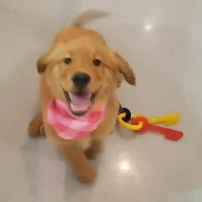 default-image-alt-text