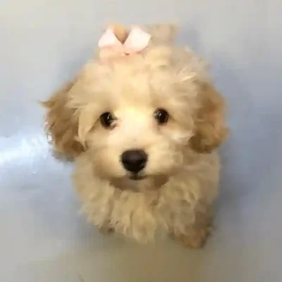 default-image-alt-text