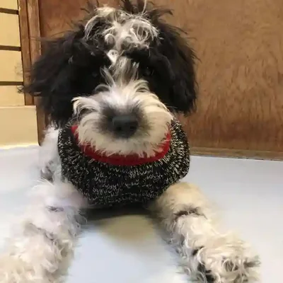 default-image-alt-text