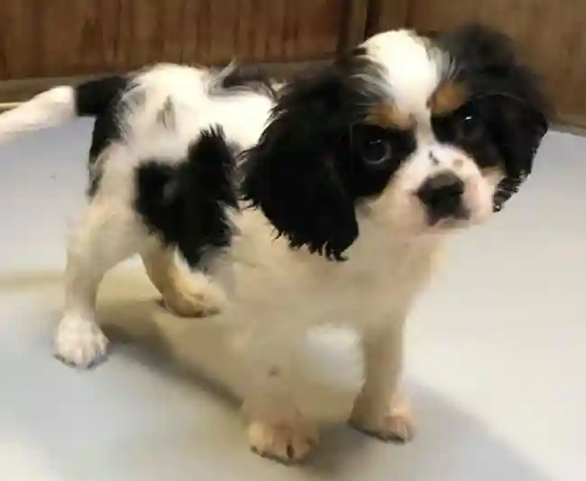Male_Cavalier King Charles Spaniel