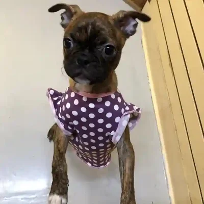 default-image-alt-text