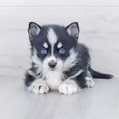 Male Pomsky Puppy for Sale in Foo Fighters WA