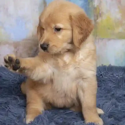 default-image-alt-text