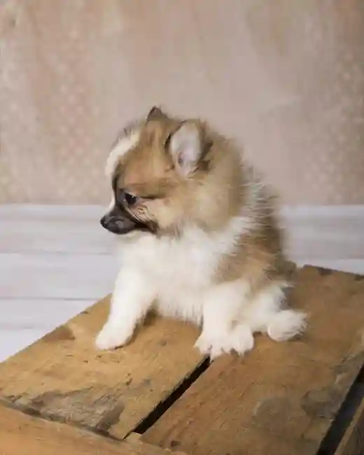 338642f3e82a4f-6d16-4154-8b6f-ff8b1ffb890294918_Pomeranian_017.jpg