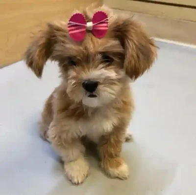 default-image-alt-text