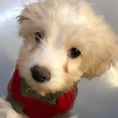 default-image-alt-text