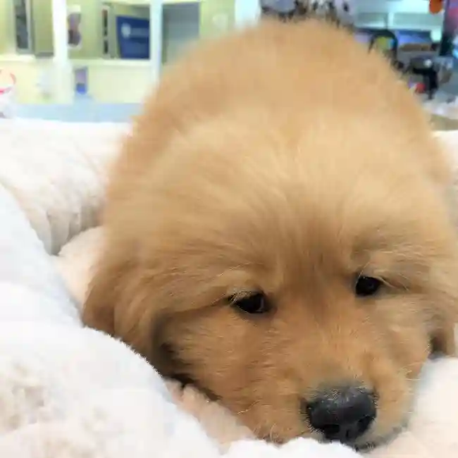 default-image-alt-text