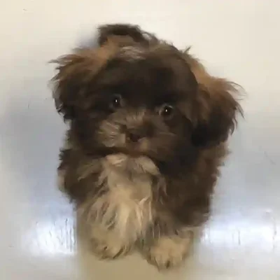 default-image-alt-text