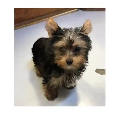 default-image-alt-text