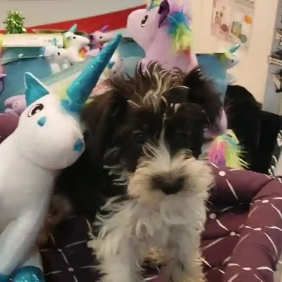 default-image-alt-text