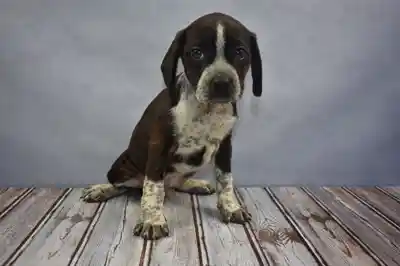 9 weeks old