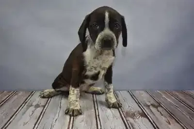 9 weeks old