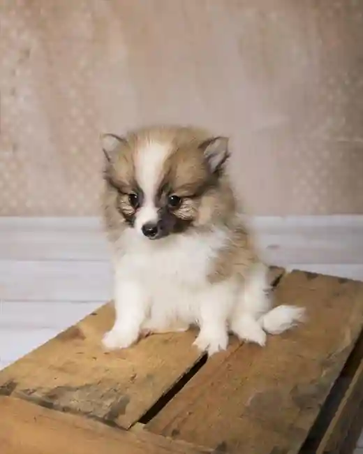 3386443533762b-592b-4c26-9e1e-cb758af812d194918_Pomeranian_015.jpg