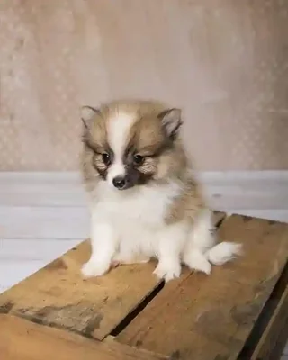3386443533762b-592b-4c26-9e1e-cb758af812d194918_Pomeranian_015.jpg