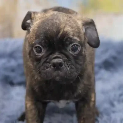 default-image-alt-text