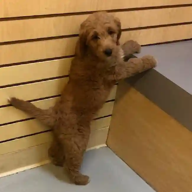 default-image-alt-text