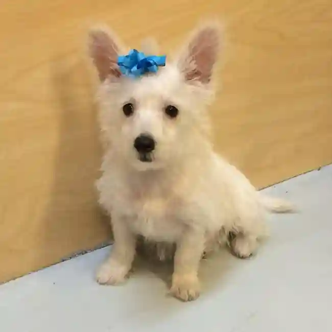 default-image-alt-text