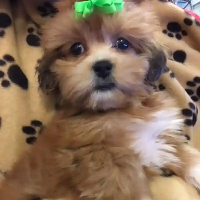 default-image-alt-text