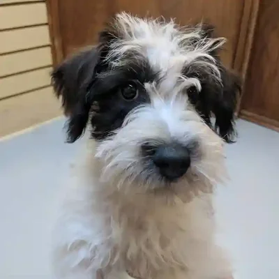 default-image-alt-text