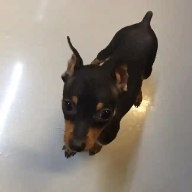 default-image-alt-text