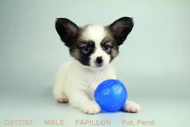 Pet Q012267-1.jpg