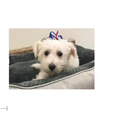 default-image-alt-text