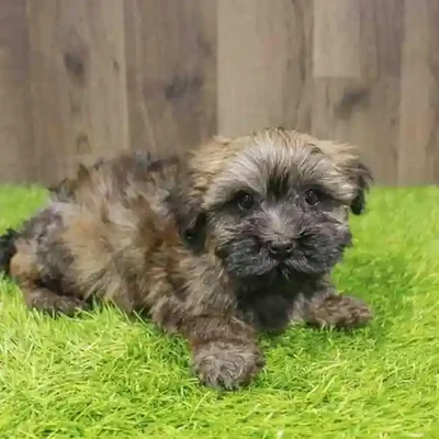 Female Akita Puppy for Sale in Braintree, MA
