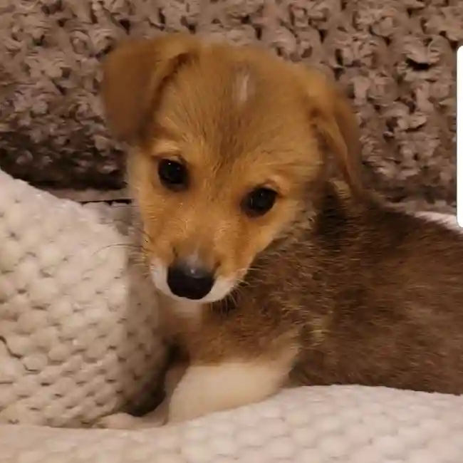 default-image-alt-text