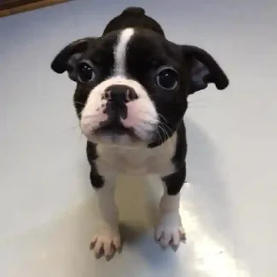 default-image-alt-text