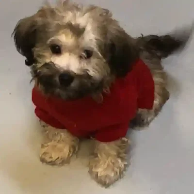 default-image-alt-text