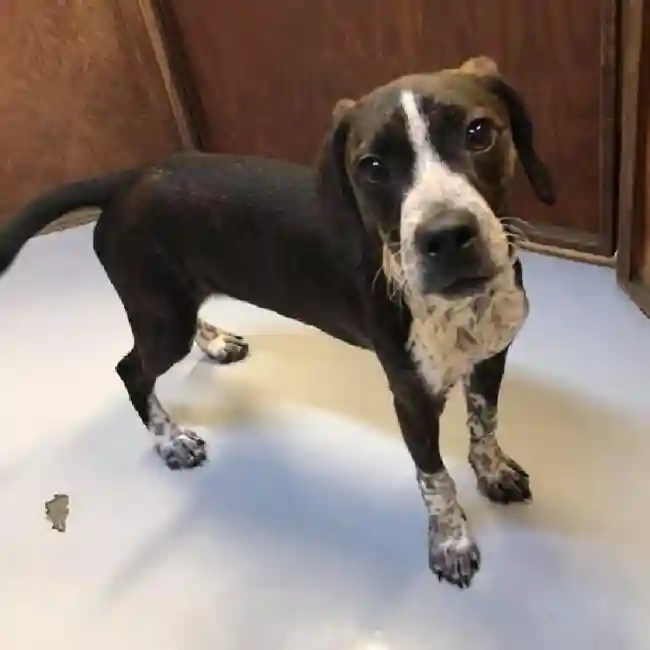 5 months old