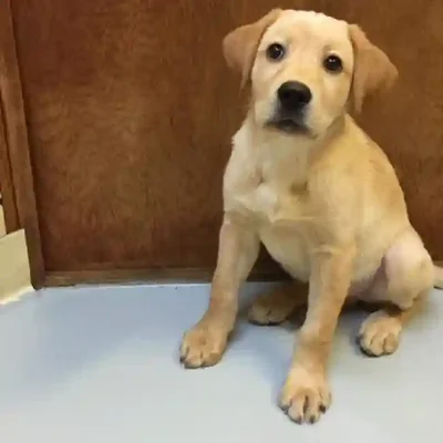 default-image-alt-text