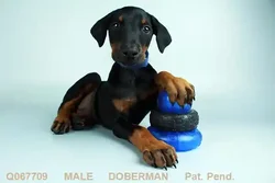 car_main_img