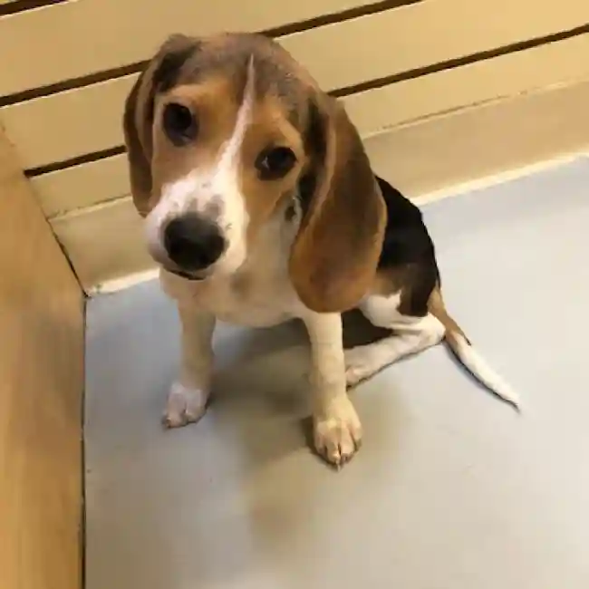 default-image-alt-text