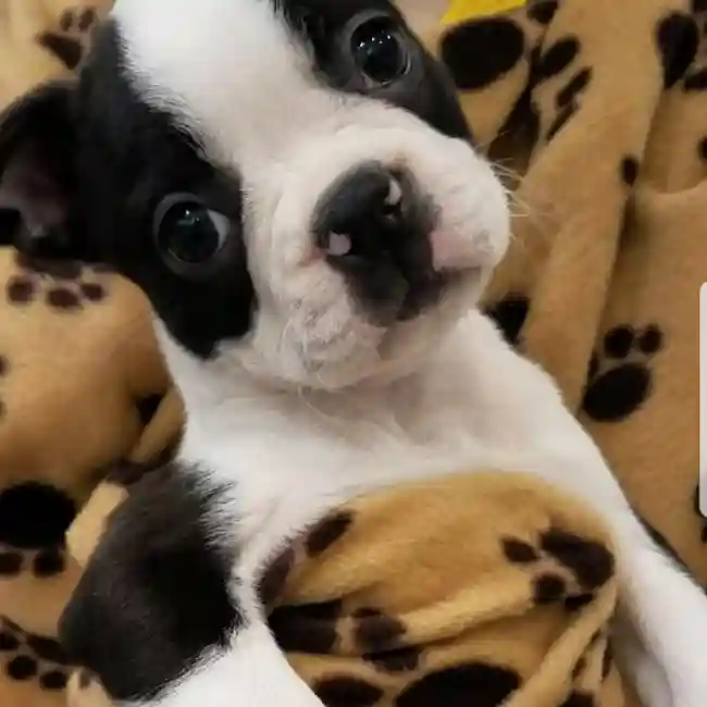 default-image-alt-text