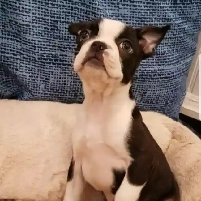 default-image-alt-text