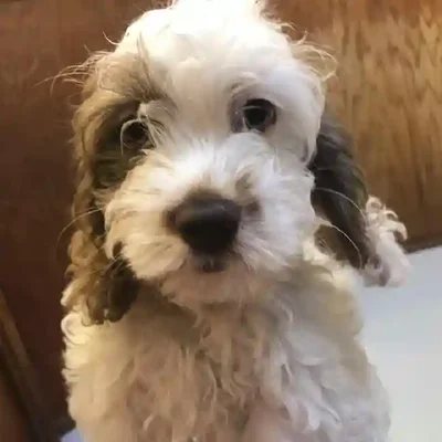 default-image-alt-text