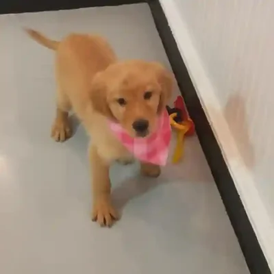 default-image-alt-text